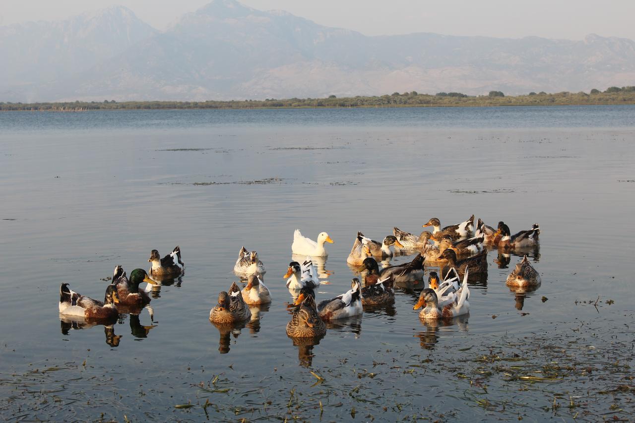Hotel Shkodra Lake Široka 외부 사진